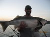 (07/11/2015) - Nice Striped Bass
